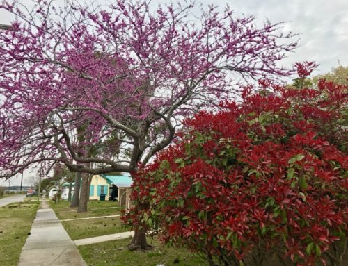 MOREHEAD CITY IS FULL OF SPRING BEAUTY!