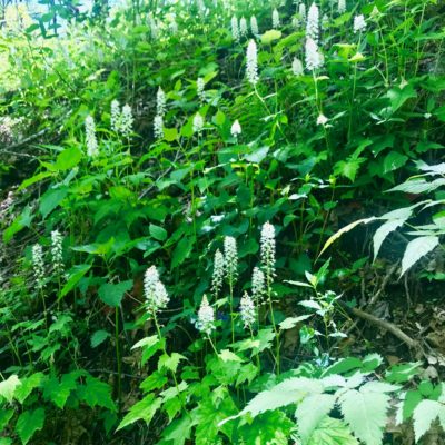 Foam Flower with Bear Claw marks up the hill!