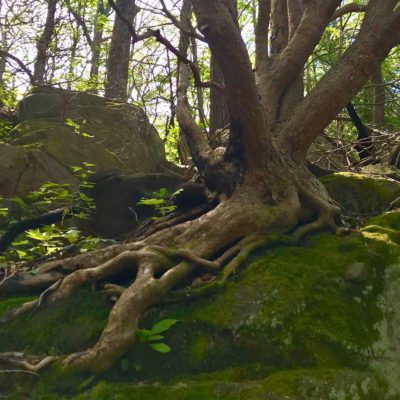 Burned mountain laurel roots growing out of rock