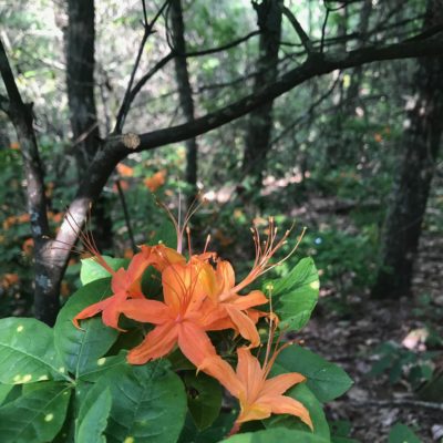 Flame Azalea