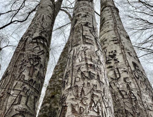 DID YOU KNOW GRAFFITI HARMS TREES?