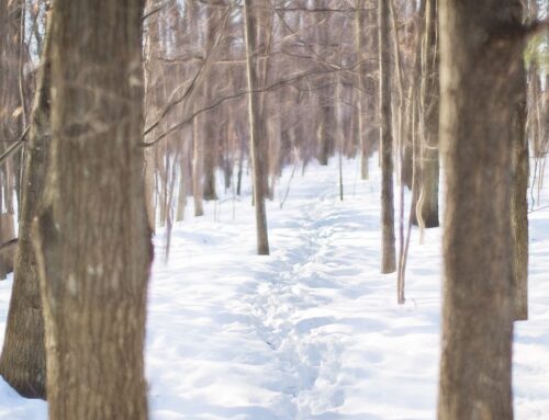 STAY SAFE AND WARM WHILE WALKING IN A WINTER WONDERLAND❄️